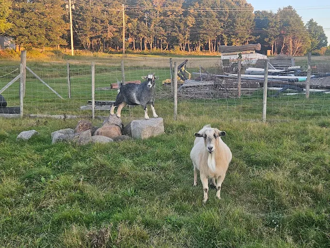 Upper Clements Cottages & RV Park photo 4