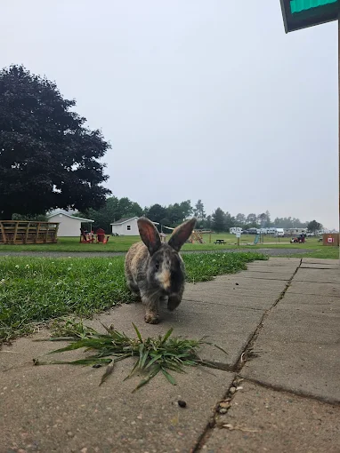 Upper Clements Cottages & RV Park photo 3