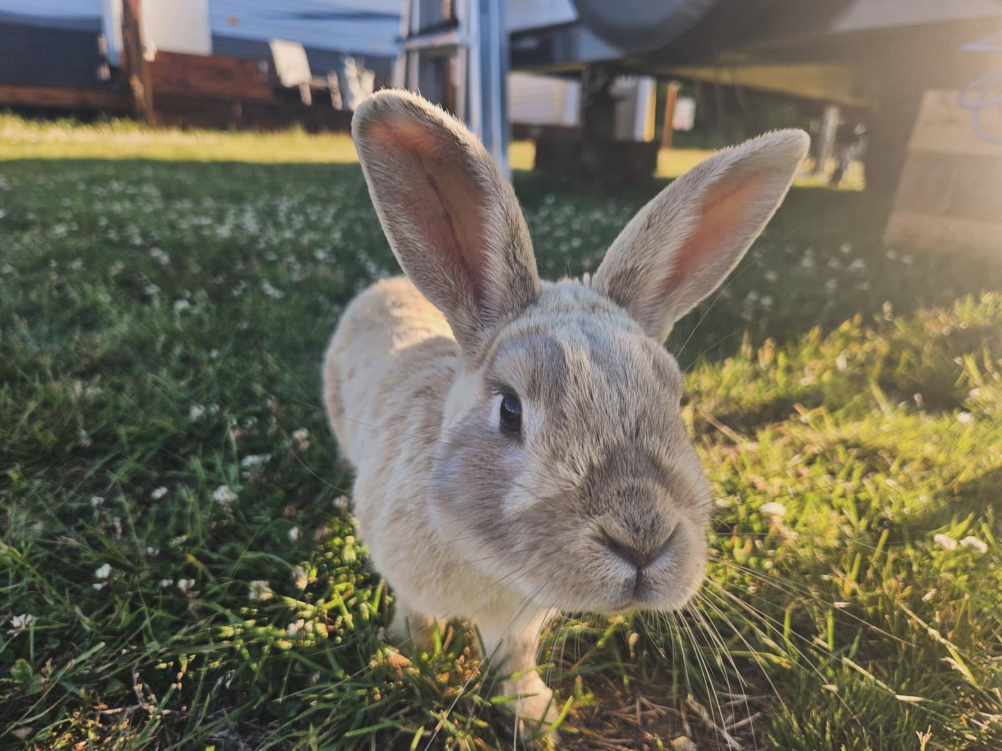 Upper Clements Cottages & RV Park photo 8