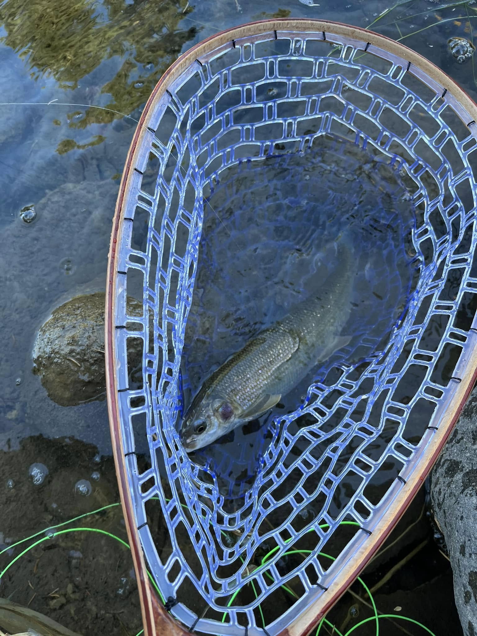 Lost Lemon Campground photo 2