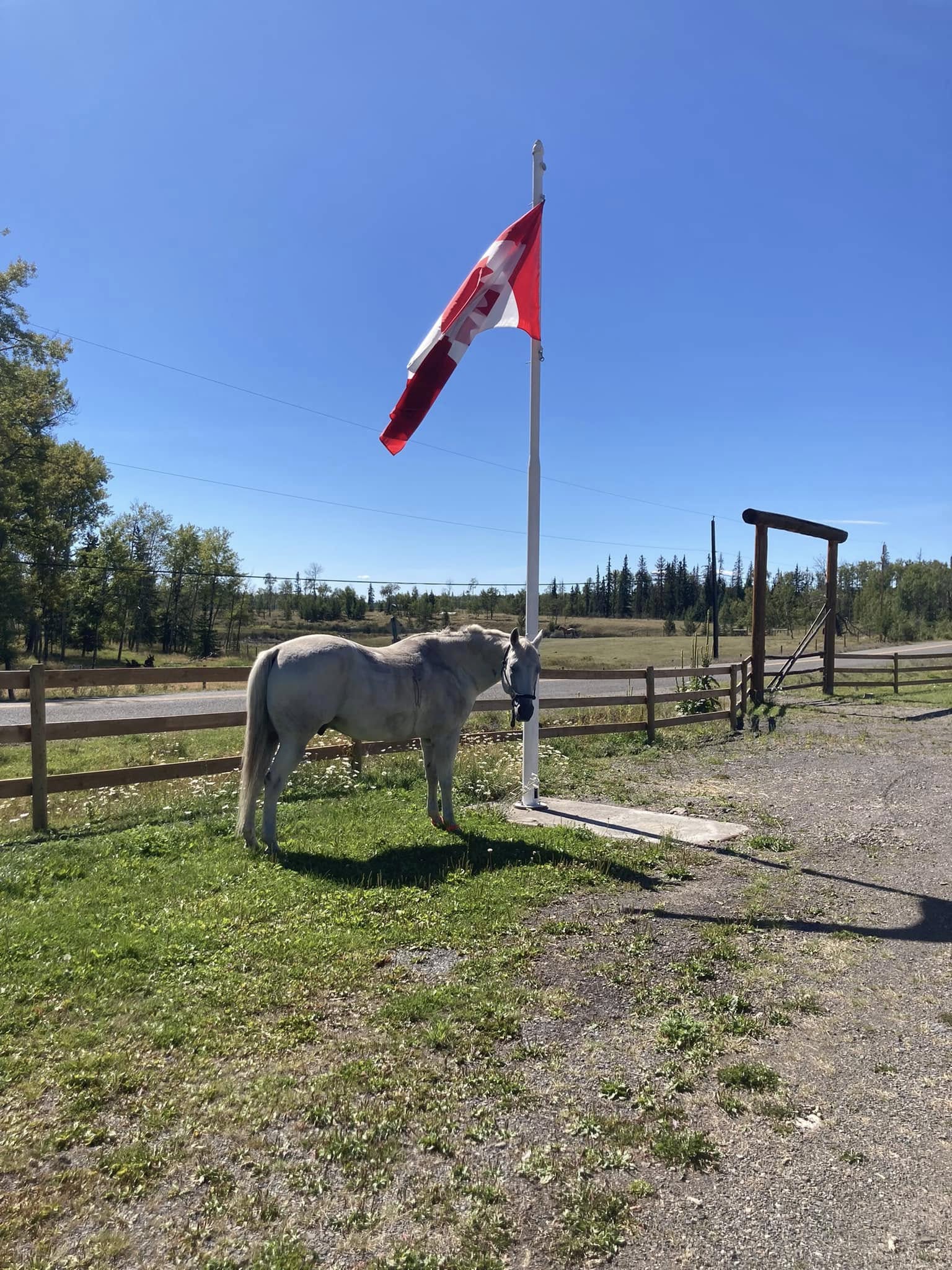 Little Horse Lodge photo 7