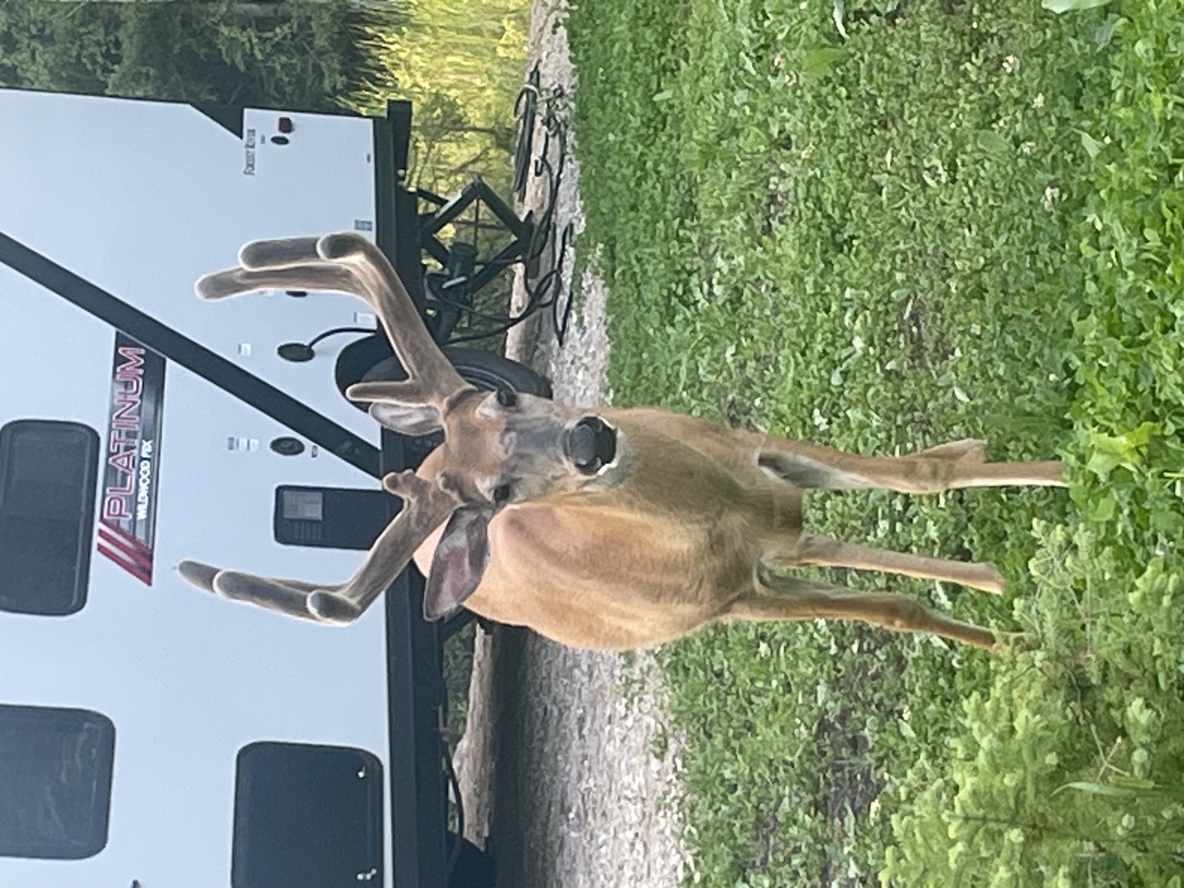 Relax Ridge Campground photo 3