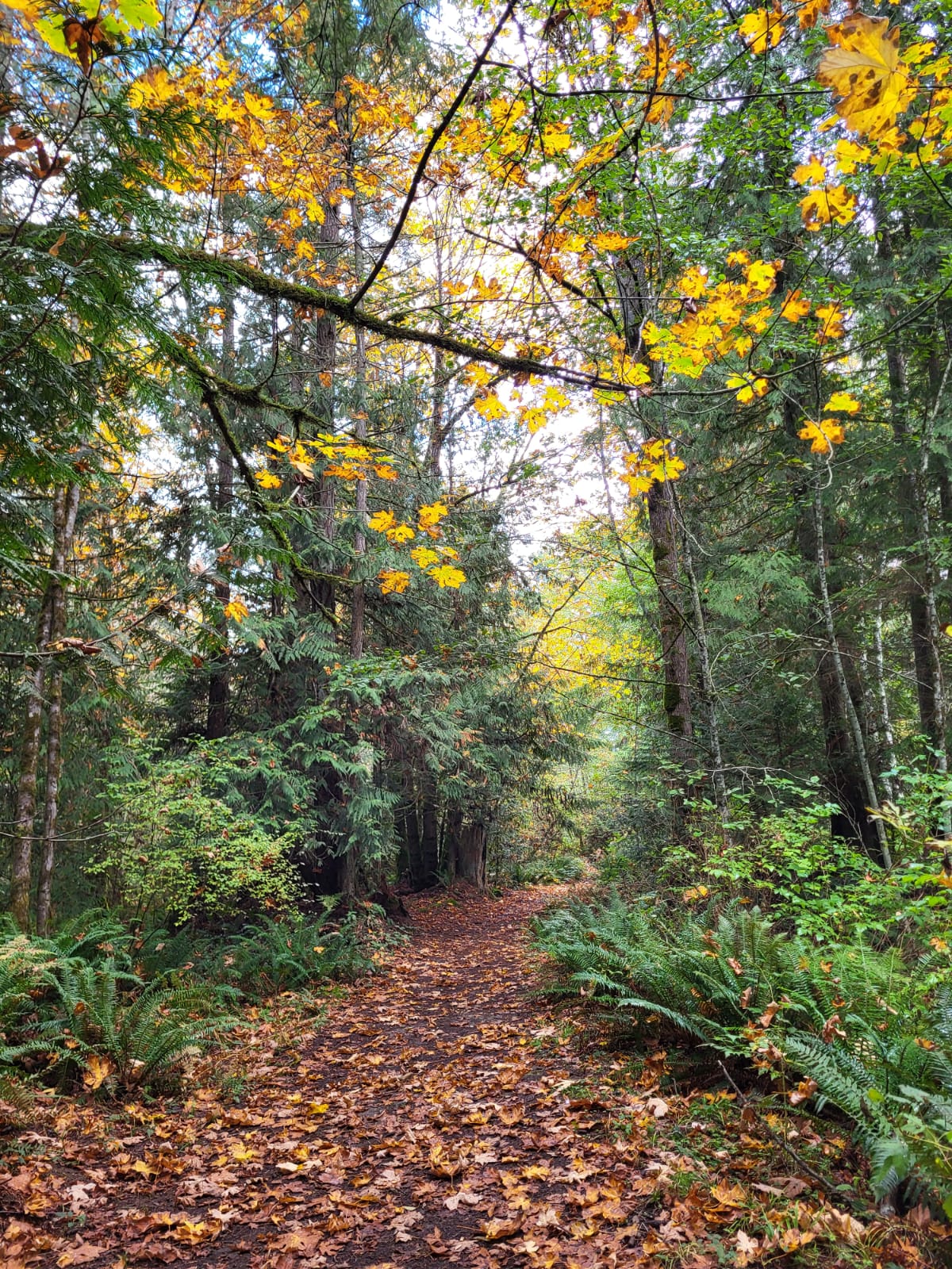 Coombs Country Campground photo 6